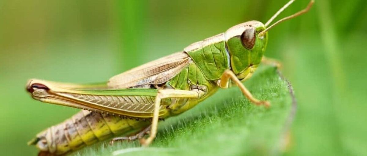 Cum scapi de lăcustele verzi din grădina ta. Metode ecologice