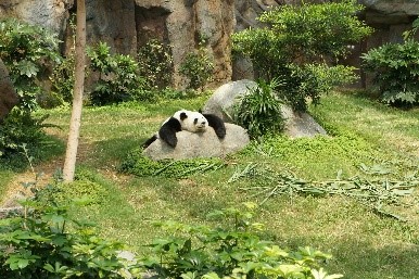 Lacrimi de panda: simboluri ale vulnerabilității și speranței