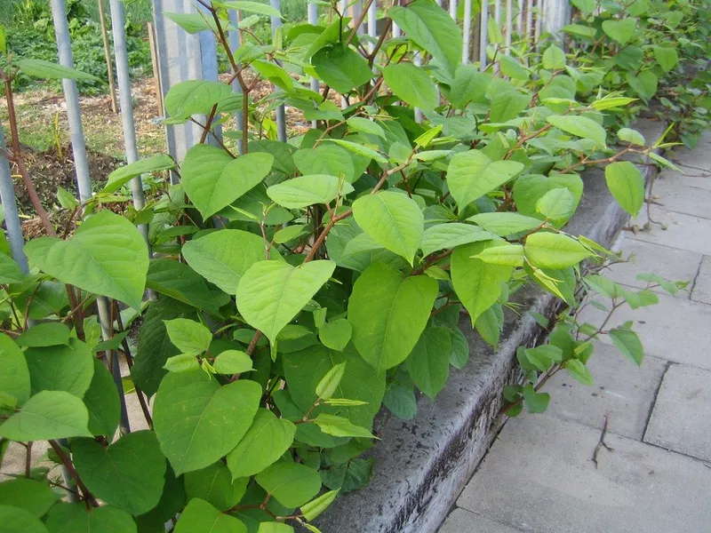 Planta care îi împiedică pe proprietari să își vândă terenul. Iată care este motivul