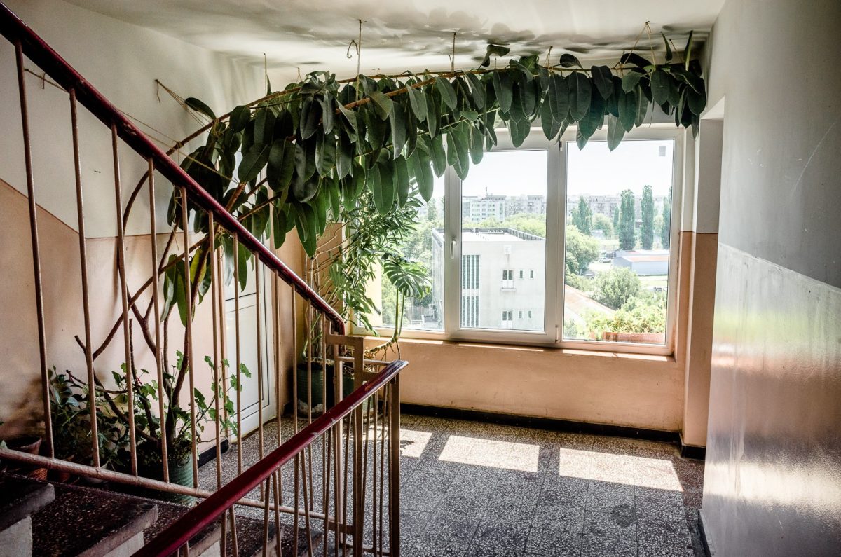 Aveți plante în ghiveci pe scara blocului? Riscați amenzi grave