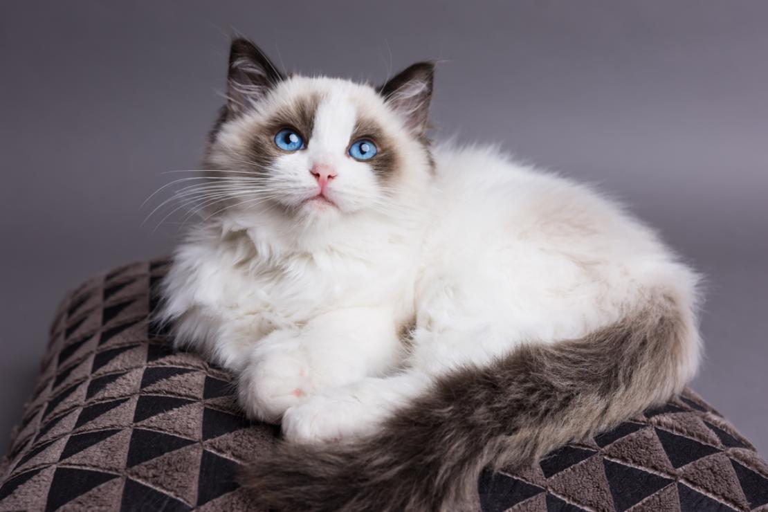 Cea mai frumoasă pisică din lume! Un top al felinelor iubitoare și jucăușe!