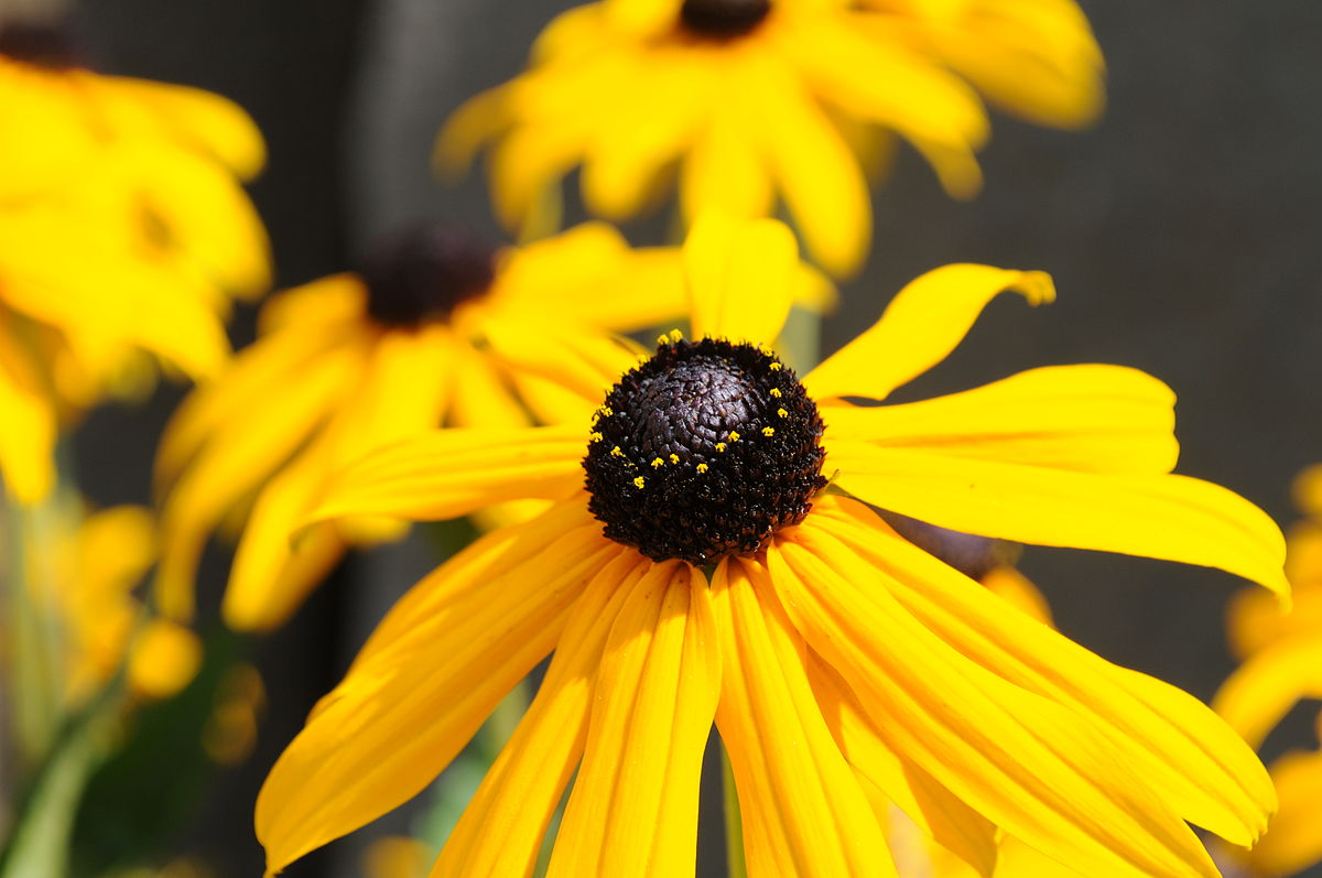 Transformă-ți Grădina cu Strălucirea Rudbeckiei. Cum să ai grijă de floarea-soarelui de grădină
