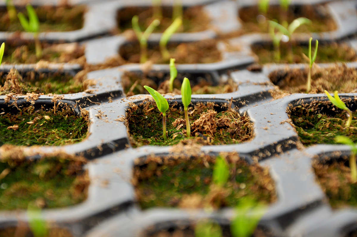 Secrete în plantarea semințelor de flori. Alegerea plantelor și îngrijirea lor