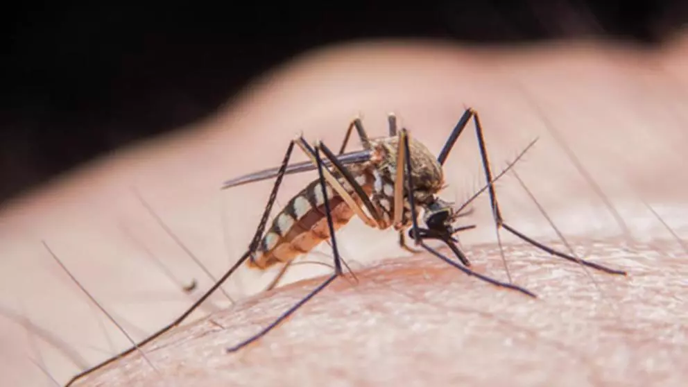 Un Nou Caz de Infecție cu Virusul West Nile în Suceava