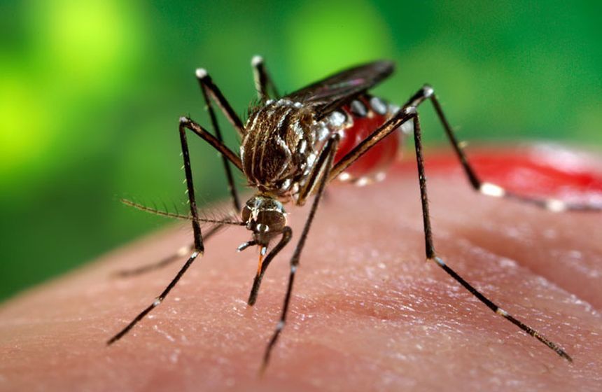 Virusul West Nile a ajuns în Suceava! Un bărbat a murit iar alți doi sunt în stare gravă