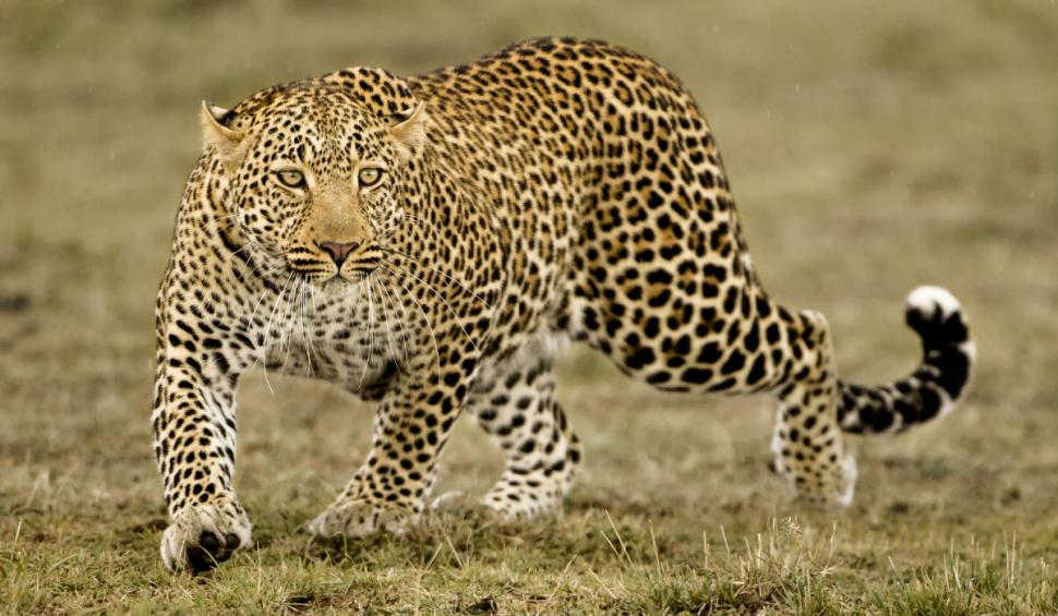 Proprietarul unei grădini zoologice a fost ucis de leopard