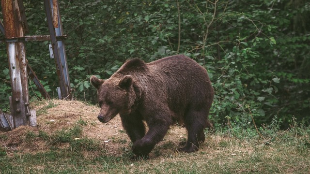 Locuitorii din Neamț pot răsufla liniștiți! Ursul care a stârnit frica printre oameni a fost împușcat