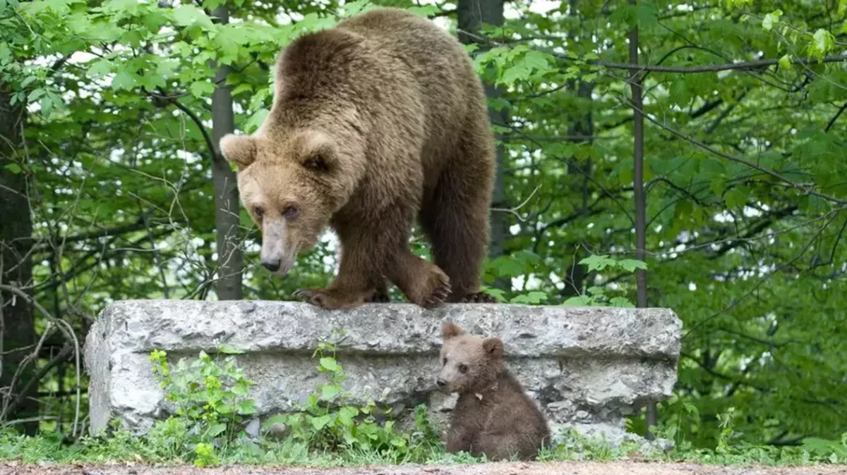 O familie din Galați a solicitat ajutor la 112 după ce a întâlnit trei urși la Slănic Moldova