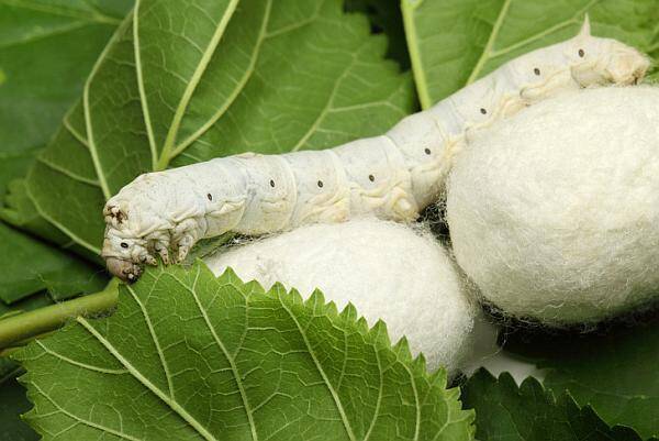 Viermii de mătase sunt micii artizani ai naturii. Ce rol au aceștia în industria textilă?