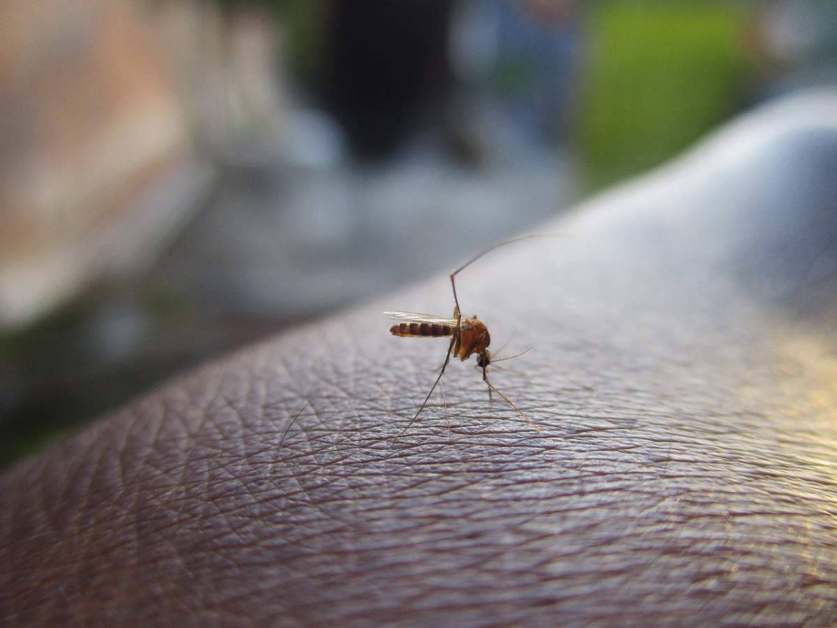 Al doilea român, victima virusului West Nile ! Cu ce simtome se confruntă bărbatul din Mureș