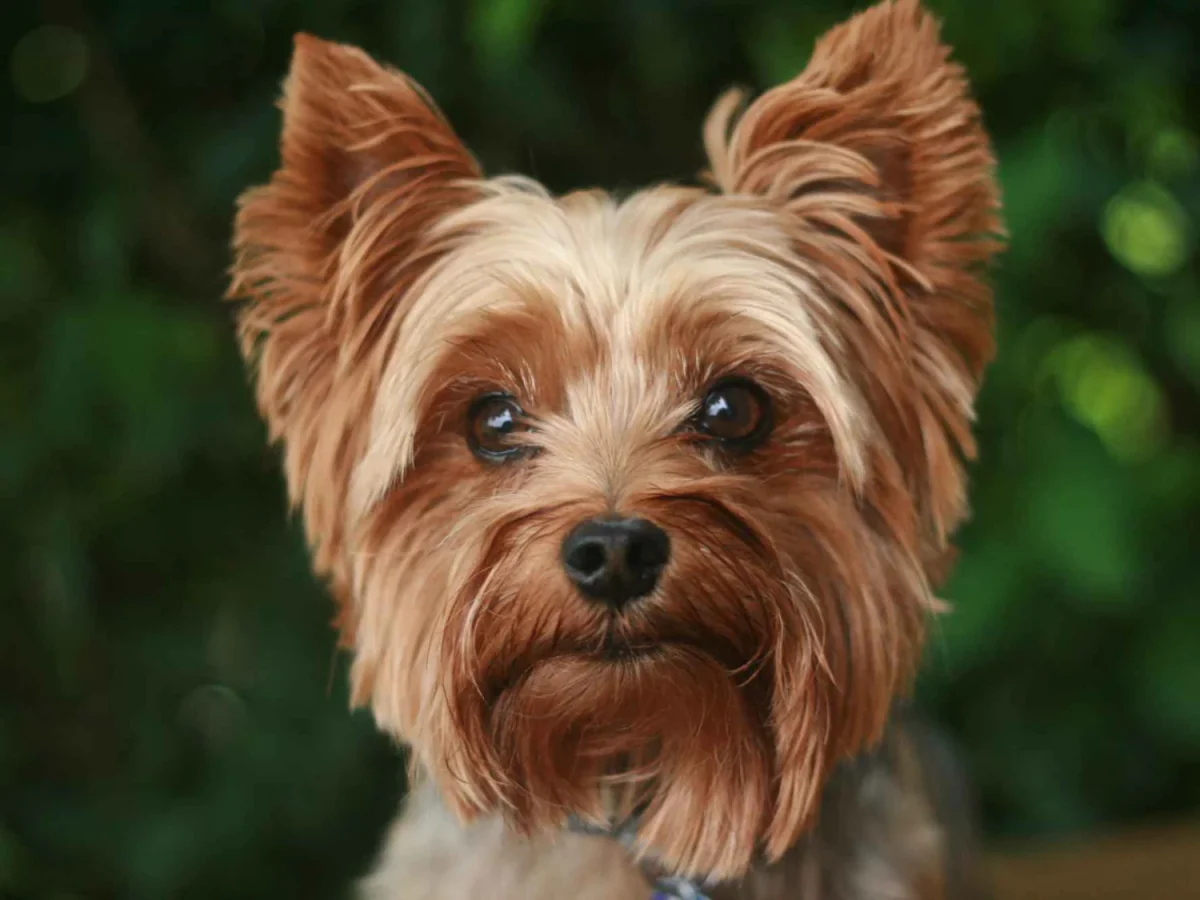 Yorkshire Terrier-Cea mai drăguță, dar și curajoasă rasă de câini. Cei mai arțăgoși, dar și prietenoși patrupezi, cu o istorie absolut fascinantă