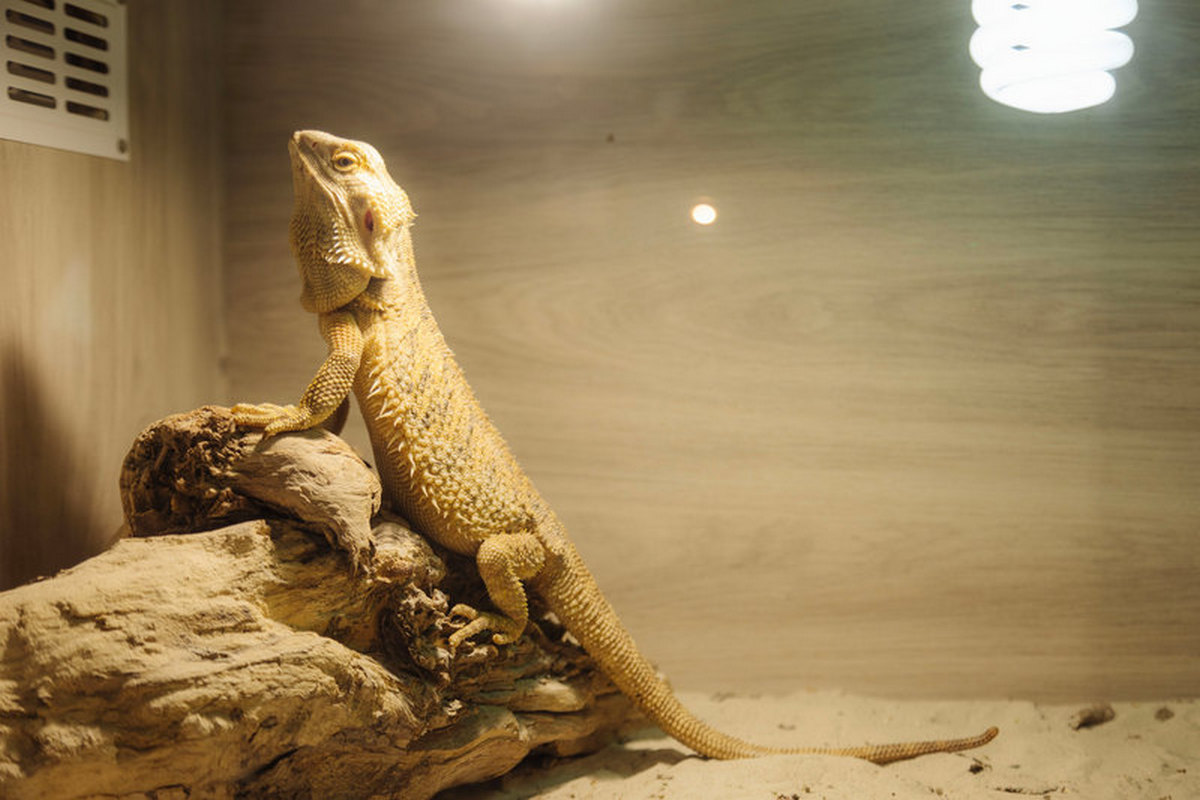 GALERIE FOTO: Pitoni, boa constrictor, țestoase aligator și tarantule gigant sunt atracțiile ce pot fi văzute în cadrul expoziției din Iulius Mall Cluj până duminică