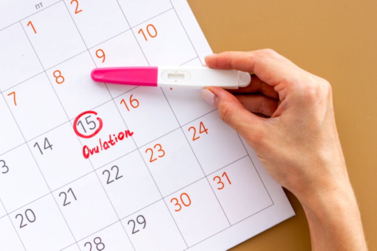 Ce înseamnă ovulație? Cum știi că ești în perioada fertilă a lunii