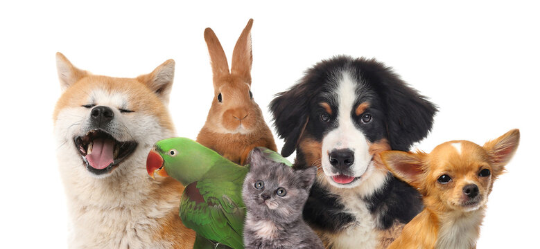 Care sunt cele mai populare animale de companie din lume?