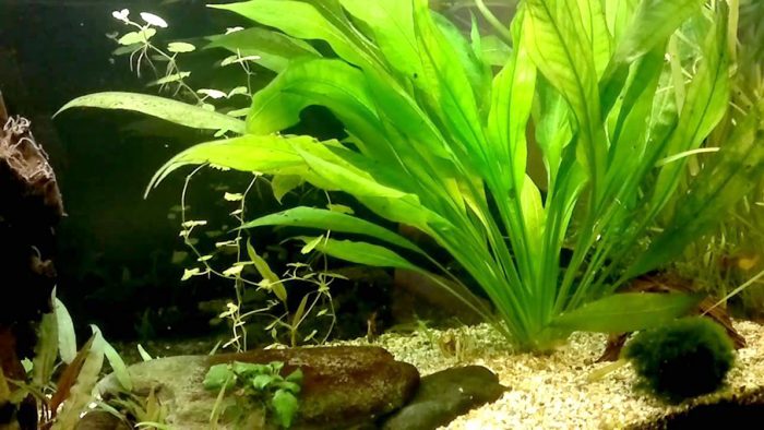 Ce fel de plante de acvariu sunt esențiale pentru un ecosistem sănătos și estetic?