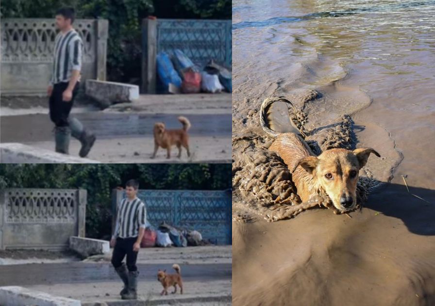 Povestea emoționantă a lui Piki, câinele care și-a salvat stăpânul din inundațiile de la Galați! Ionuț are deficiență de auz și folosește aparat auditiv