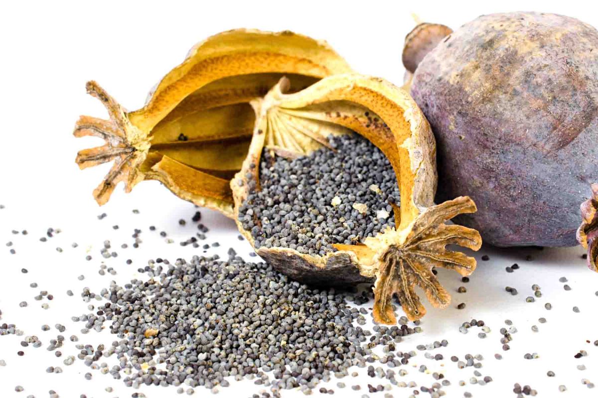 Semințele de mac, o cauză a dependenței de opiacee!