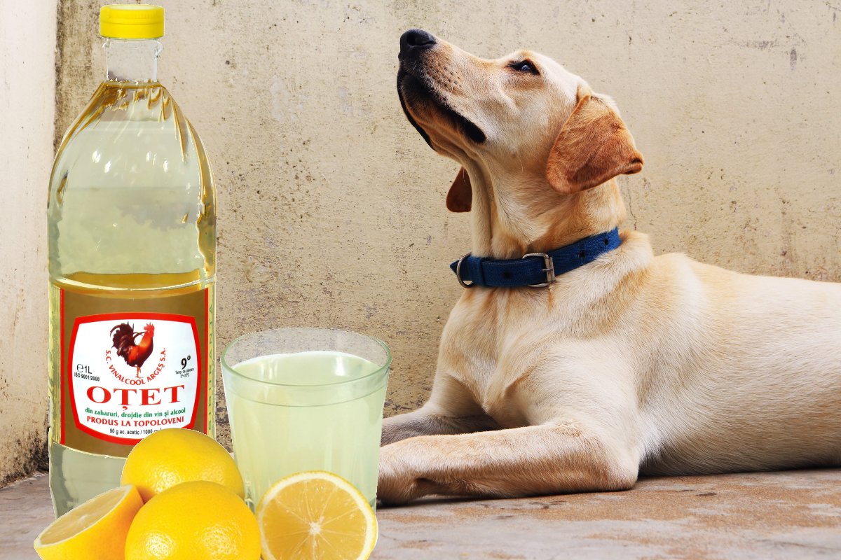 Cum funcționează oțetul pentru puricii care sunt în casă? Nu face rău nici animalelor de companie!