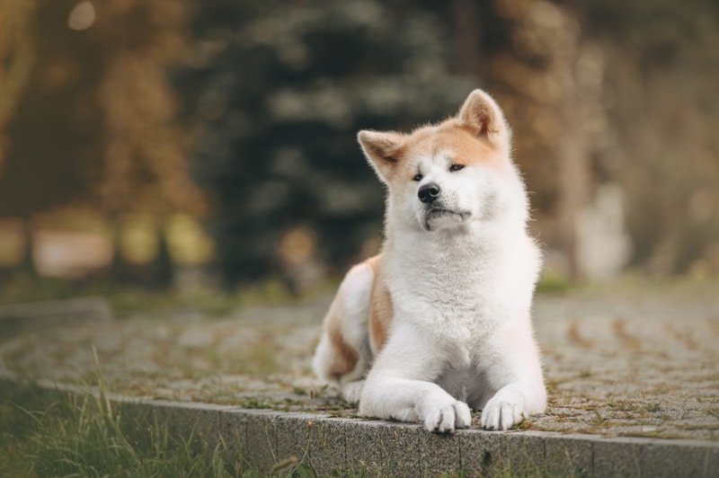 Cum recunoști un câine de rasă Akita? Povestea emoționantă a lui Hachiko, câinele care a uimit întreaga lume