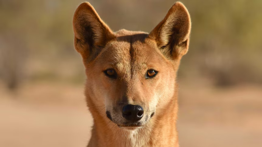 Ce este câinele dingo? Cea mai interesantă specie de câini sălbatici