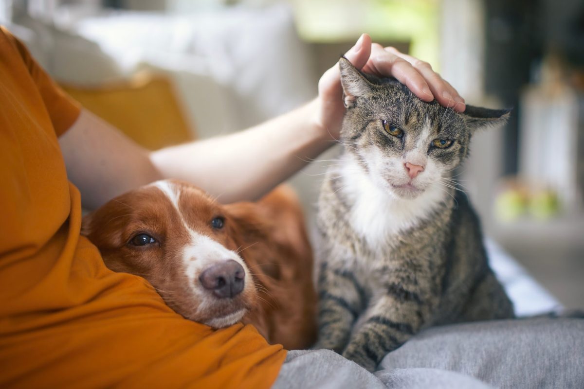 Se dau bani de la stat pentru cei care au câini și pisici! Ce trebuie să facă proprietarii de animale de companie