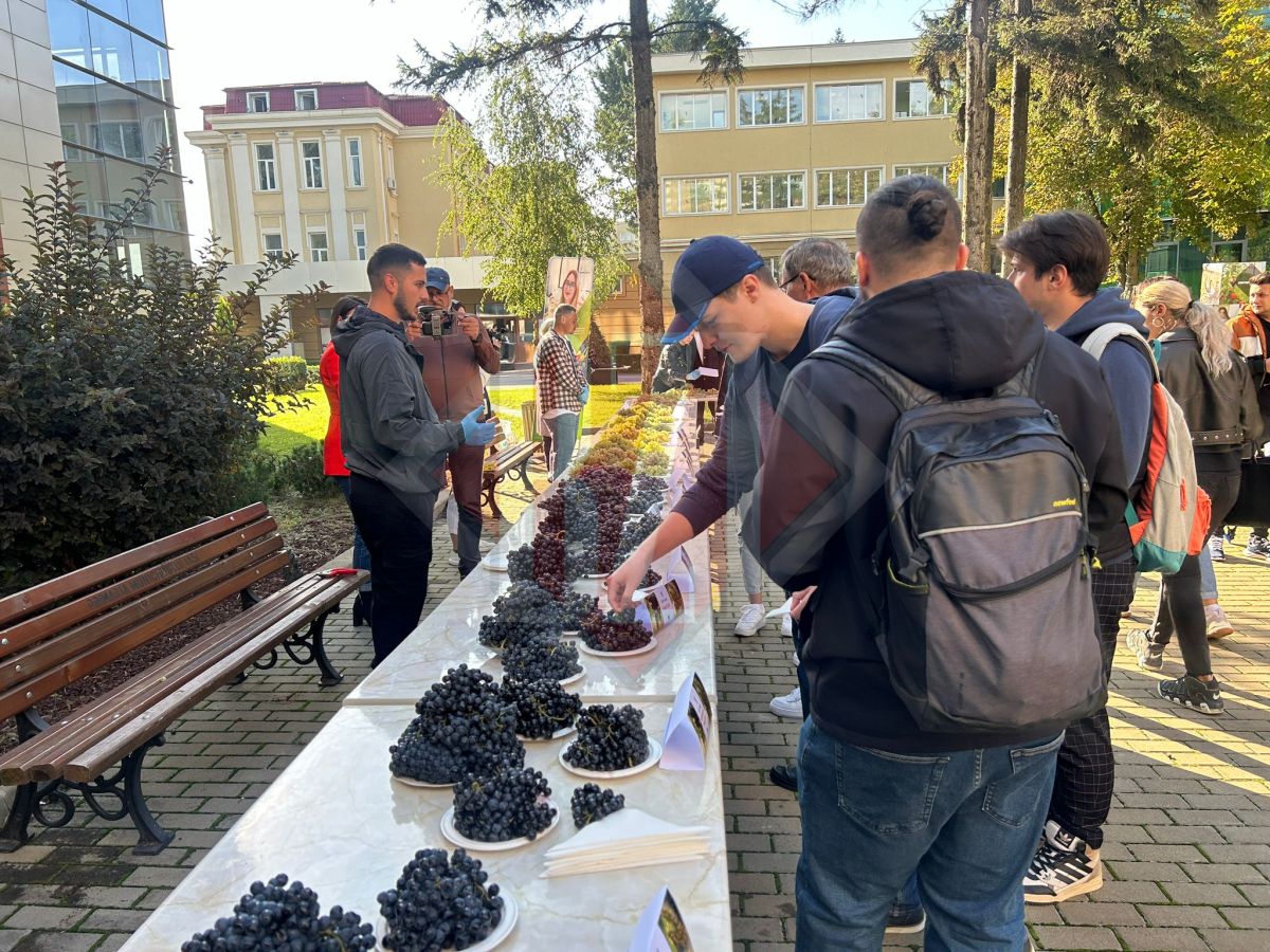 Degustare de struguri la USV Iași. Peste 30 de soiuri sunt expuse pentru public