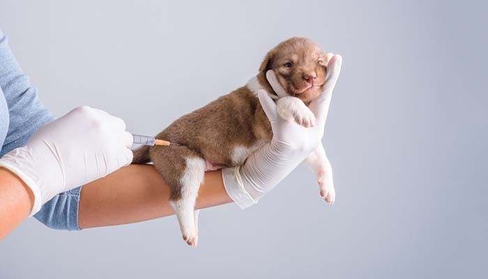Tratament parvoviroză acasă. Cum poți să previi o boală care poate fi fatală pentru animale