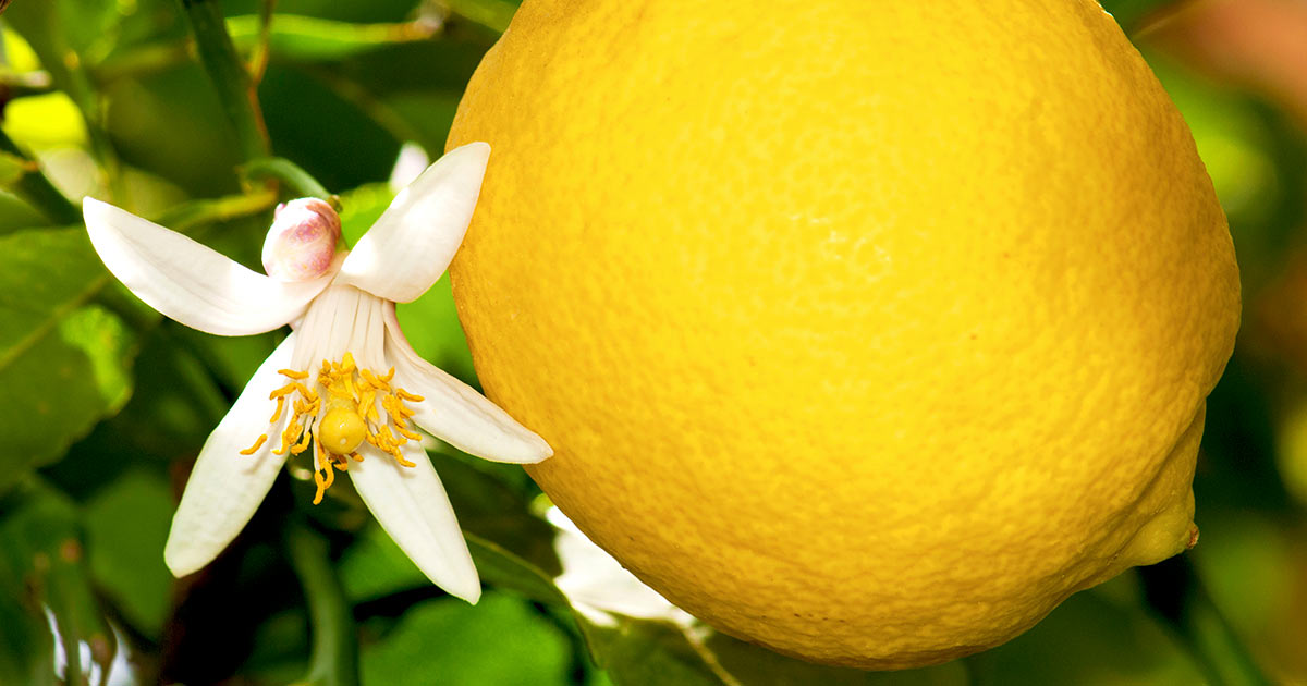 Când înflorește lămâiul? Metode prin care previi căderea florilor
