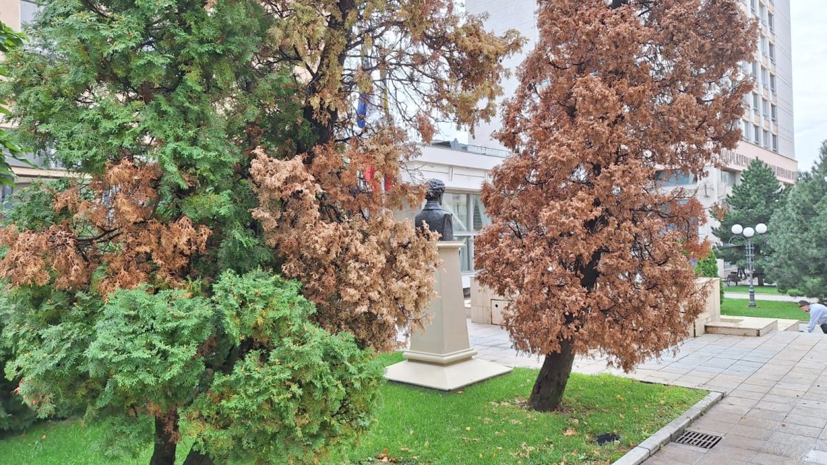 Efecte devastatoare! Brazii din Iași au început să se usuce subit în ultimele săptămâni. Iată ce au descoperit specialiștii