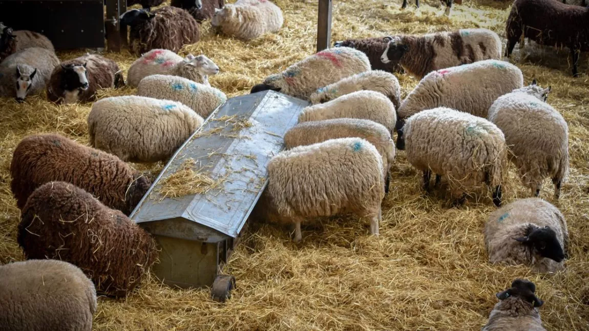 Preşedintele ANSVSA promite despăgubiri pentru fermierii afectați, după ce peste 238.000 de ovine au fost deja sacrificate