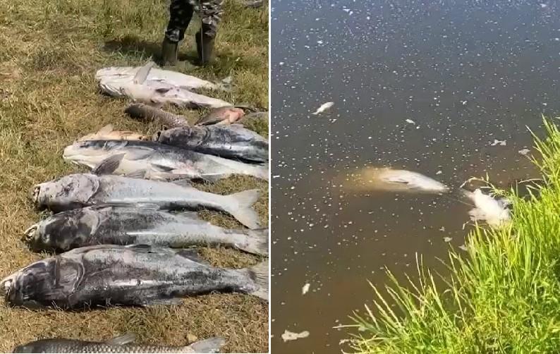 Dezastru ecologic în Maramureș. Sute de Kilograme de pești morți din cauza secetei