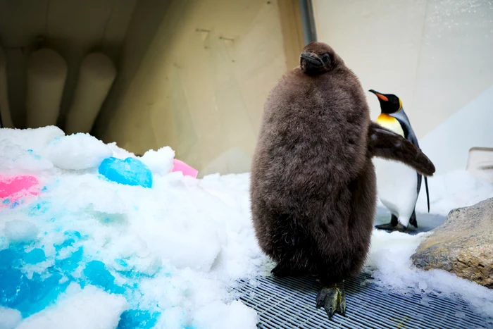 Faceți cunoștință cu Pesto, cel mai gras pui de pinguin din lume! A devenit superstar pe TikTok