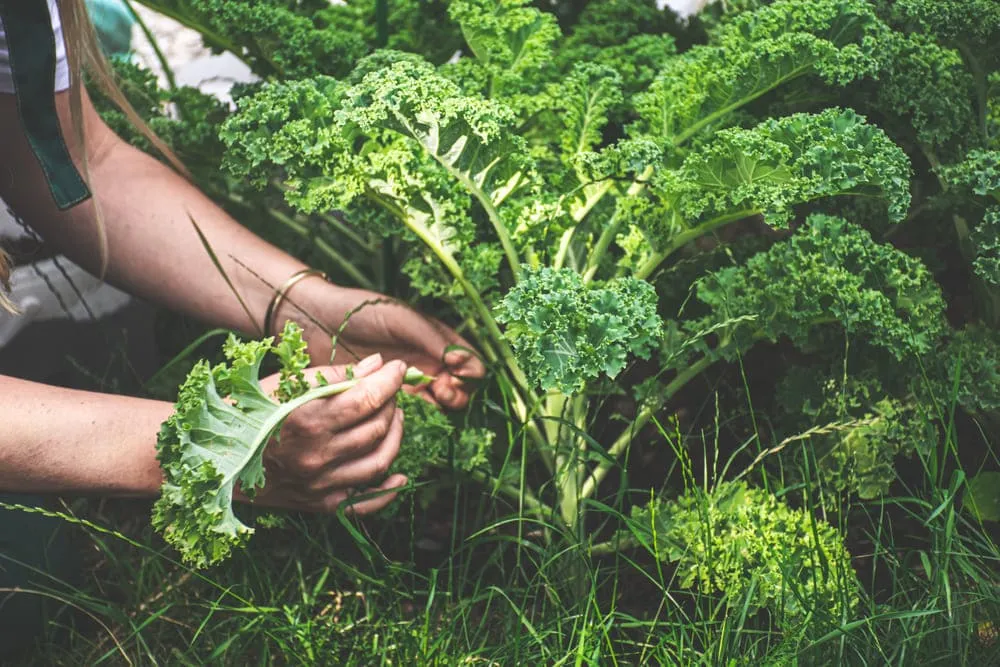 Planta care te poate îmbogăți cu 15.000 de euro. Se cultivă pe toată perioada anului
