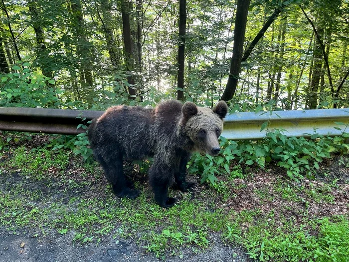Teroare și nepăsare pe Transfăgărășan. Cu copilul în brațe, un turist sfidează pericolul și insultă pădurarii pentru o fotografie cu ursul