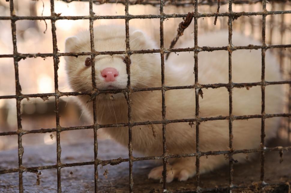 România și abuzurile asupra animalelor: Votul care ne-ar putea elibera din clasamentul rușinii.