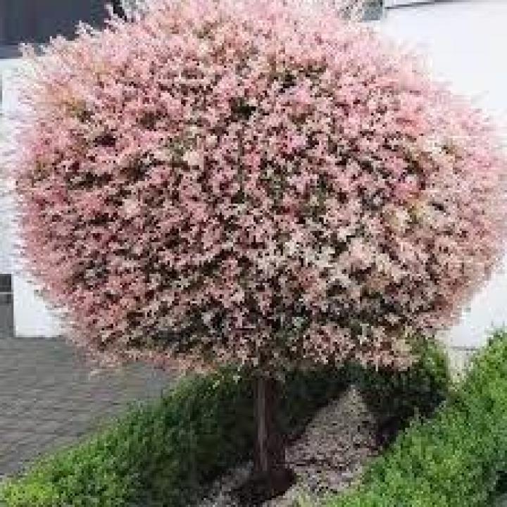 Secretul pentru cea mai frumoasă grădină. Cum să plantezi salcia japoneză și cum să ai grijă de aceasta