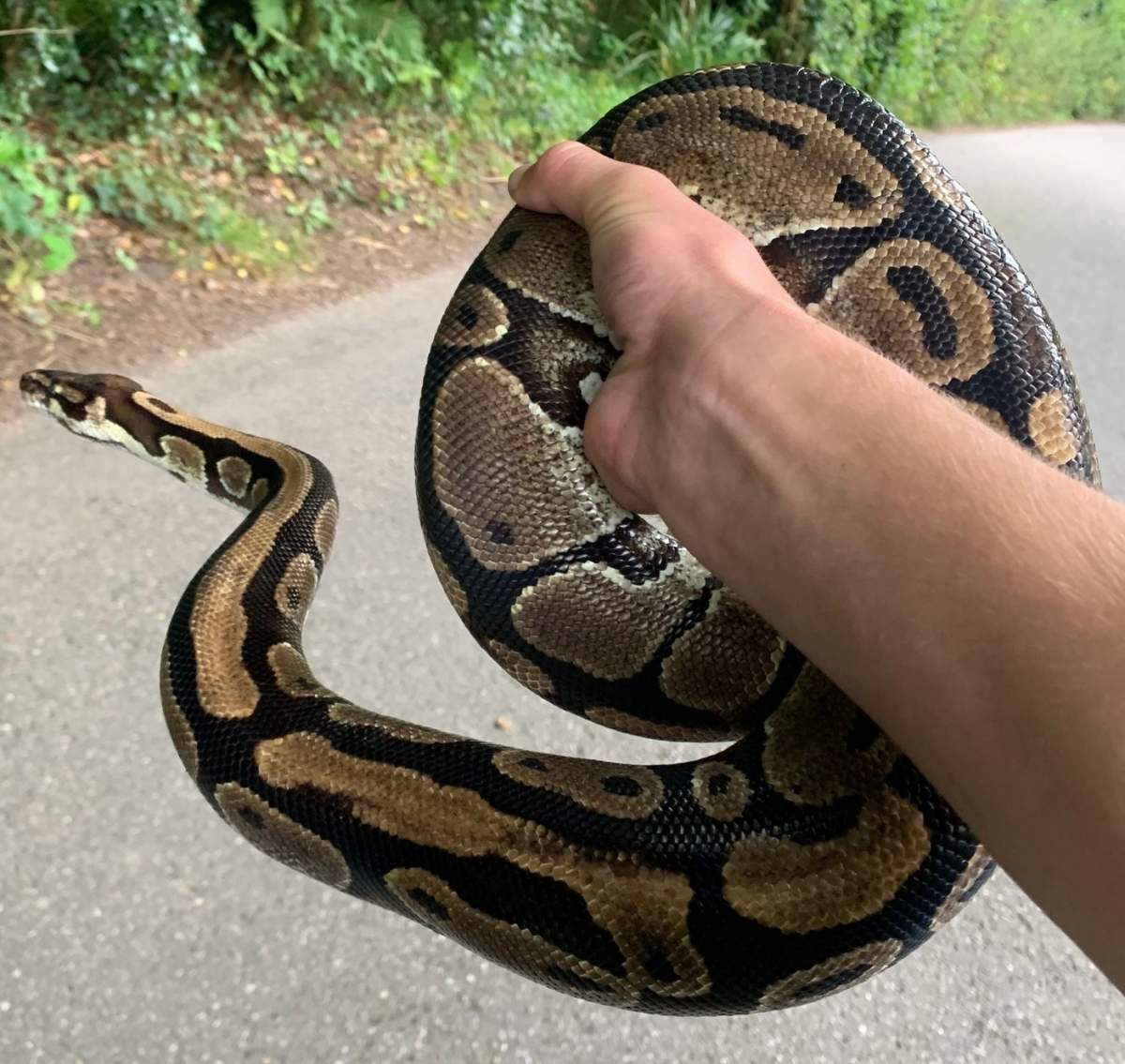 Femeie strangulată de un piton timp de peste două ore în Thailanda
