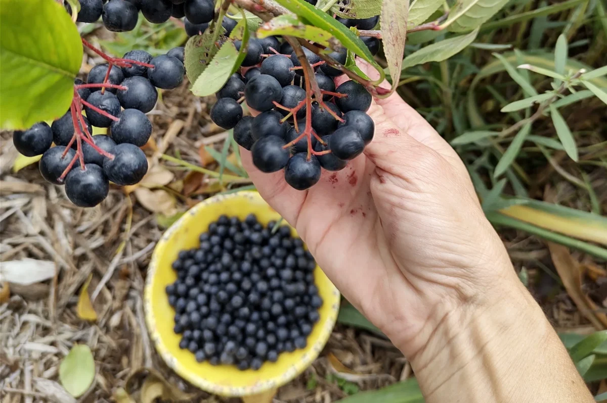 Ce este sucul de aronia? Este adevărat că îți poate crește tensiunea și de ce este bun pentru sistemul cardiovascular