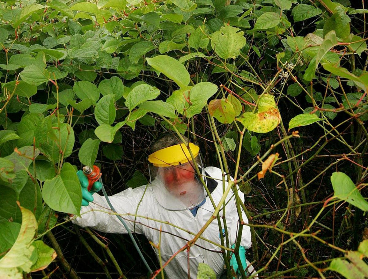 Ce este troscotul japonez? Planta de care nu mai poți scăpa odată ce ajunge în grădina ta
