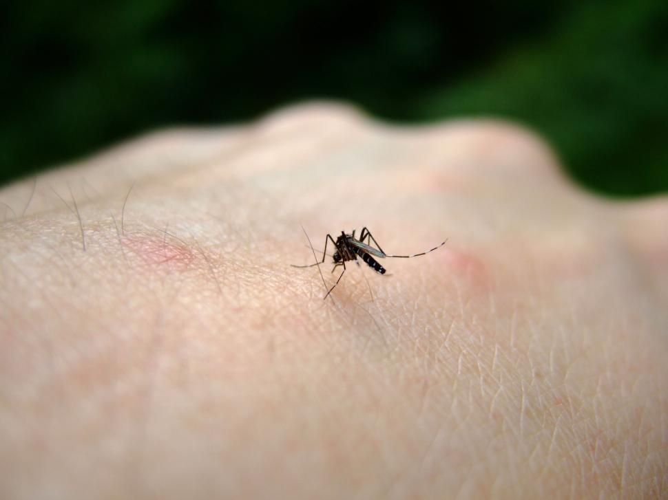 Un pacient infectat cu virusul West Nile a murit. Este al treilea din Suceava