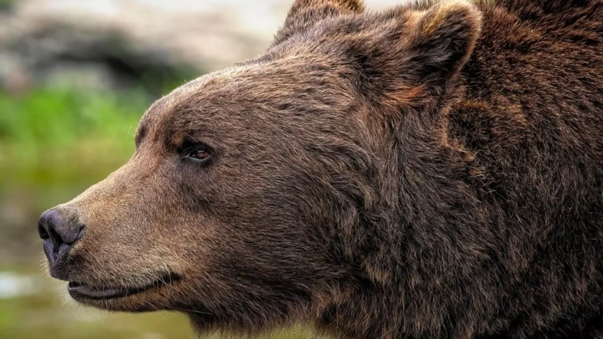 Scene șocante! Un urs a atacat și sfâșiat 7 porci din curtea unui bărbat
