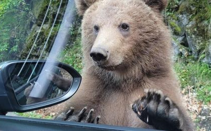 Ce pățesc turiștii care se opresc să hrănească urșii pe Transfăgărășan. De ce vor fi amendați de două ori