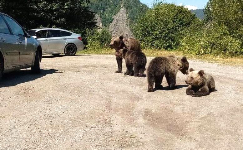 Au început primele relocări ale urșilor de pe Transfăgărășan: „Siguranţa oamenilor este prioritară”