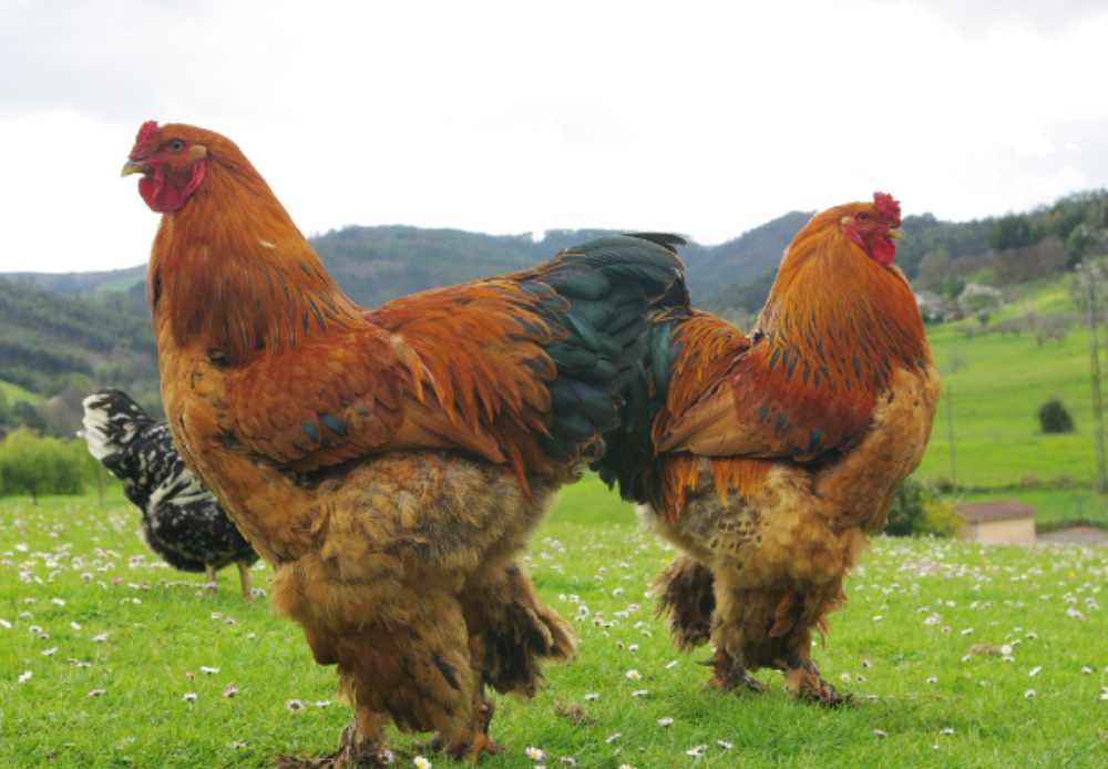 Cât de profitabilă este afacerea cu pui brahma? Ajung să cântărească opt kilograme!