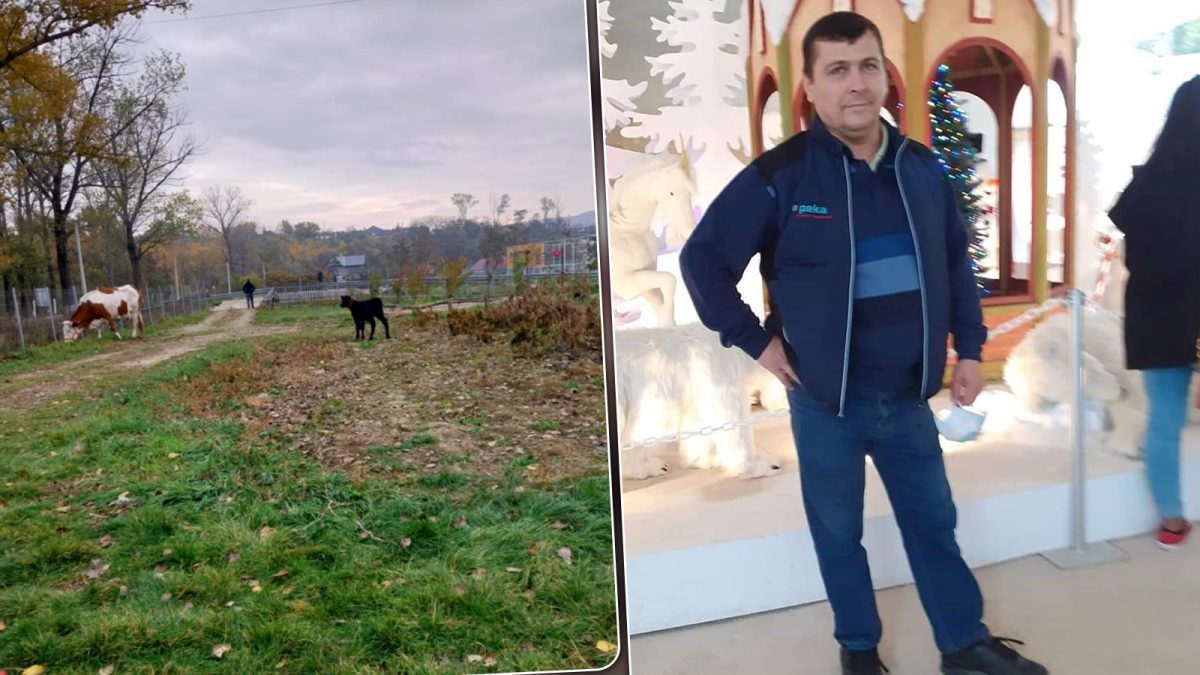 Un ieșean a plătit 8.000 de lei pentru o vacă, iar când a ajuns acasă, a avut un șoc. Iată ce a pățit bărbatul: „Am anunțat poliția de urgență”