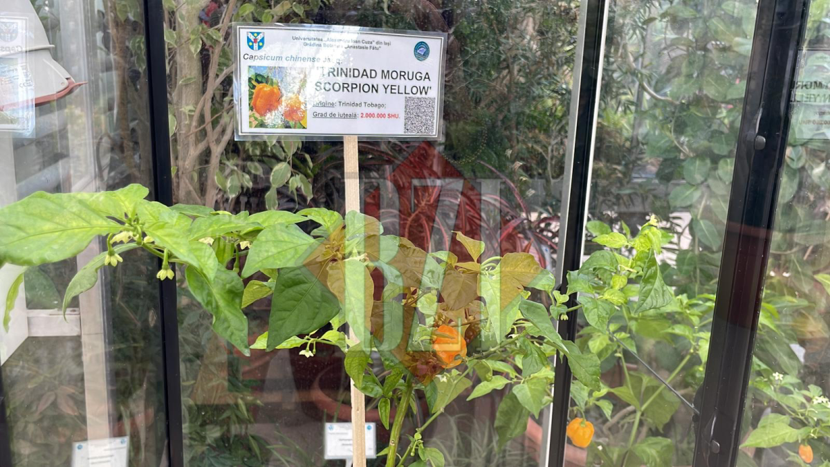 Serele Grădinii Botanice din Iași s-au deschis astăzi, cu o colecție impresionantă de ardei, semințe și dovlecei