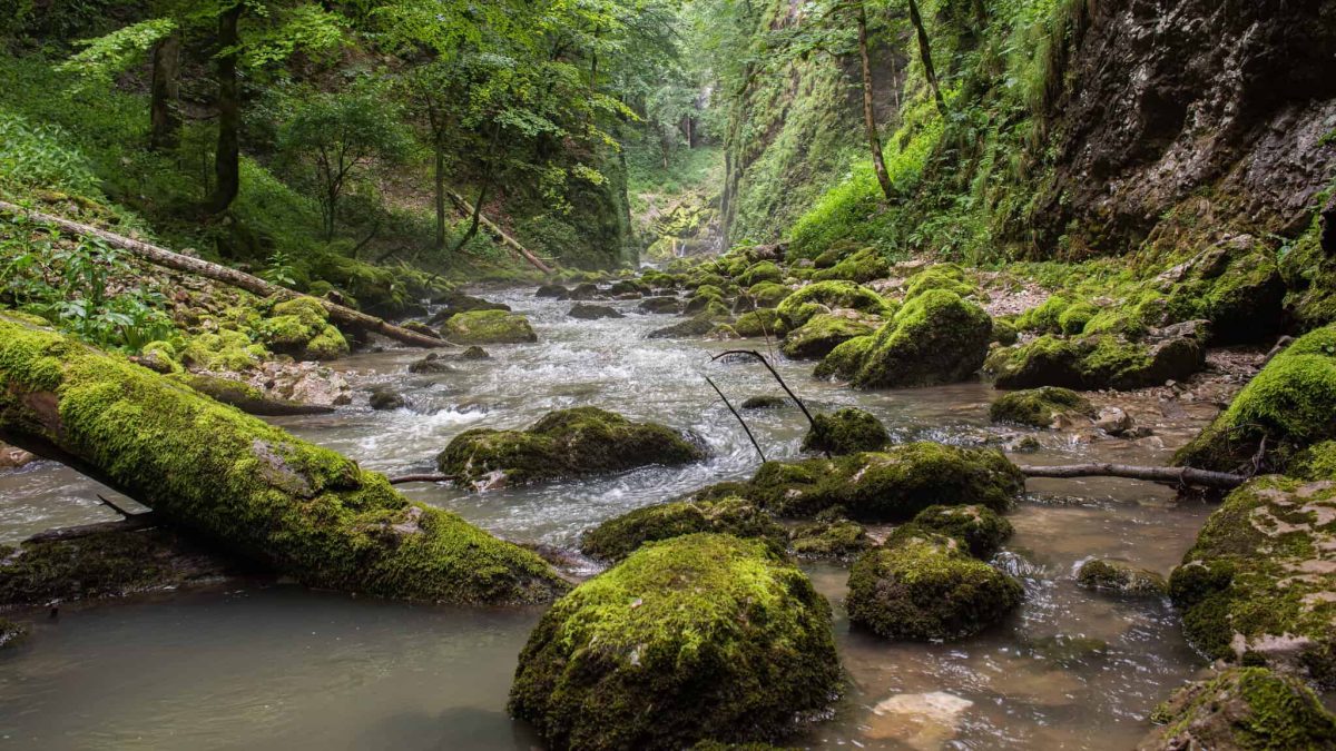 Animalul rar care se găsește doar în România! A fost descoperit recent de turiști