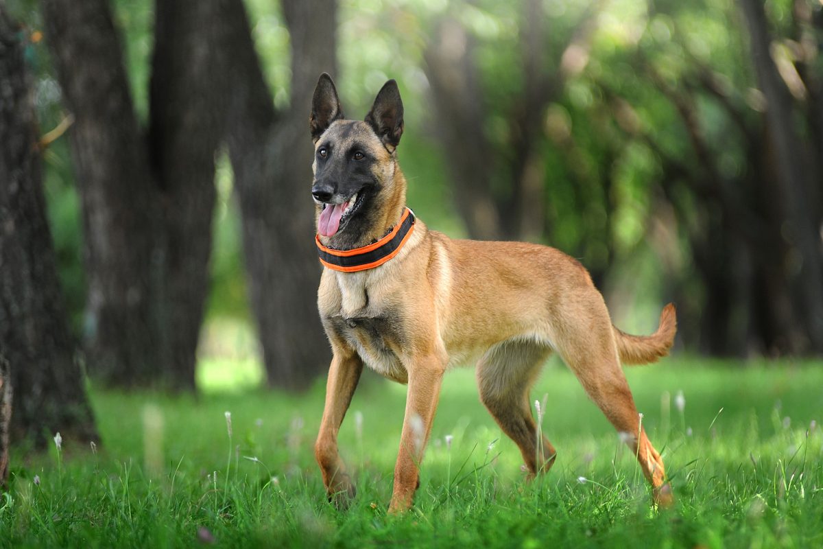Câinele lup belgian sau Malinois – Tot ce trebuie să știi despre această rasă folosită de forțele speciale