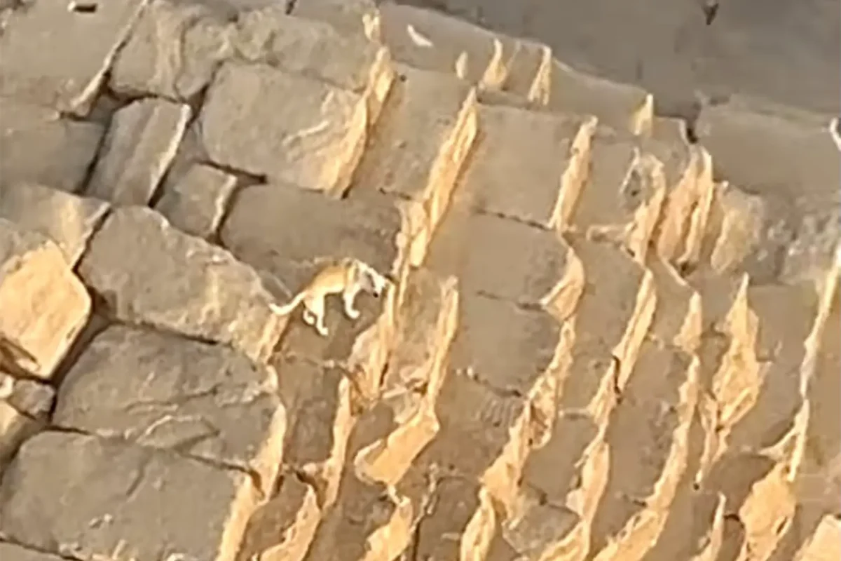 Câinele zeului Anubis, surprins pe vârful Marii Piramide din Giza de un parapantist aventurier