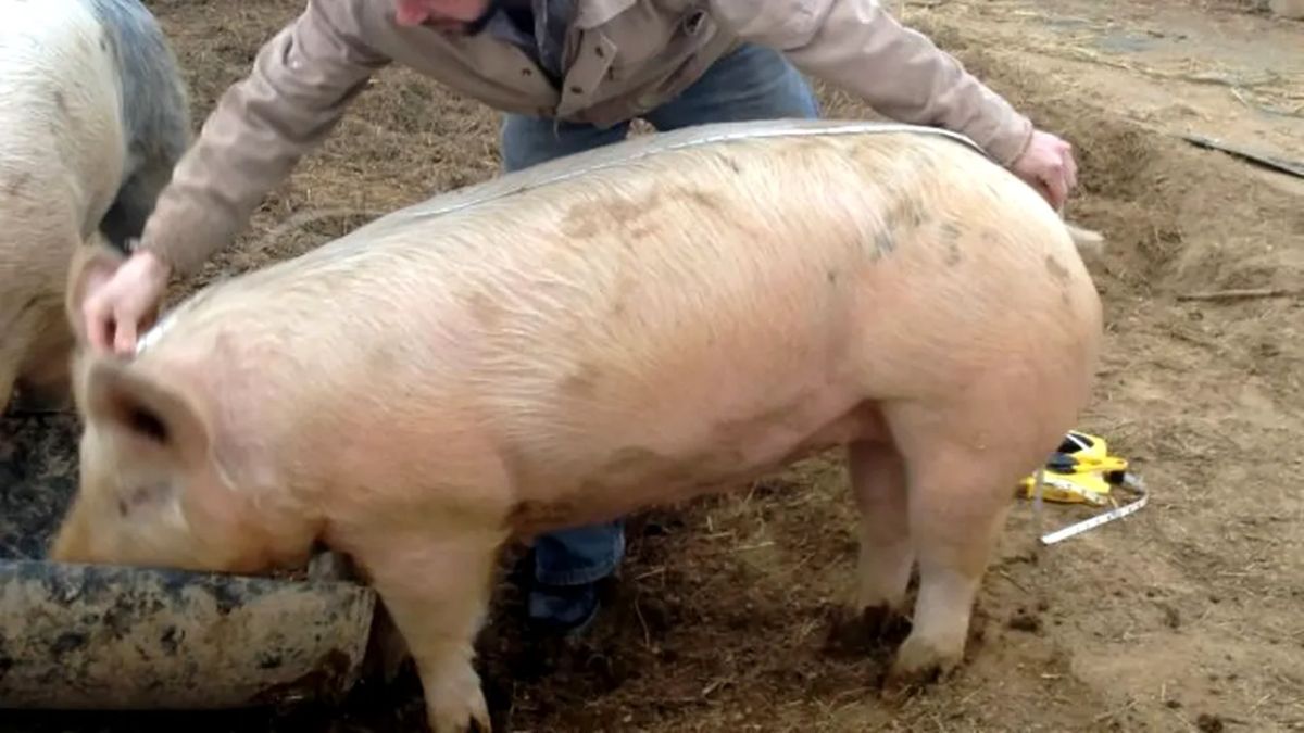 Cât costă un porc viu de 100 de kilograme în piață! Prețul nu este accesibil